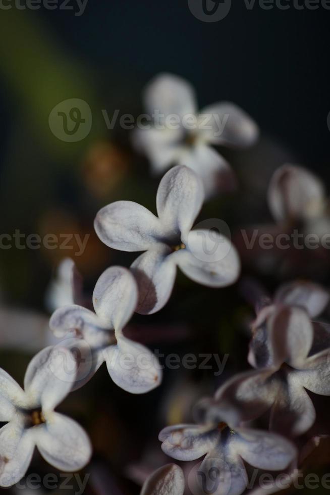 Fleur fleur close up background syringa vulgaris famille oleaceae photo