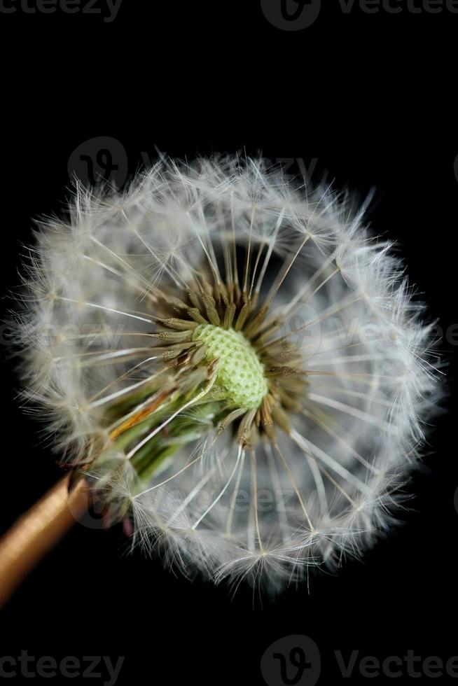 Fleur fleur close up taraxacum officinale blow ball asteraceae photo