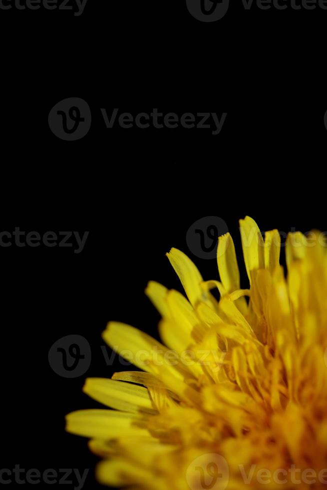 Fleur sauvage fleur close up taraxacum officinale pissenlit asteraceae photo