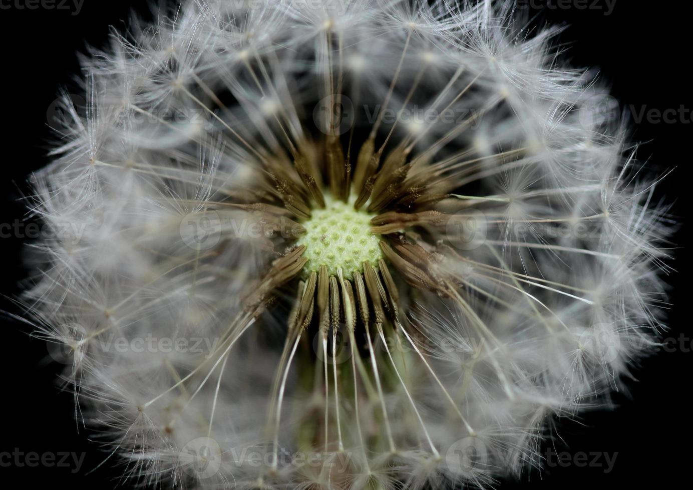 Fleur fleur close up taraxacum officinale blow ball asteraceae photo