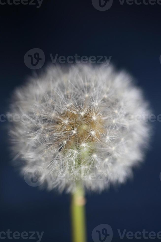 Fleur fleur taraxacum officinale pissenlit famille des astéracées photo