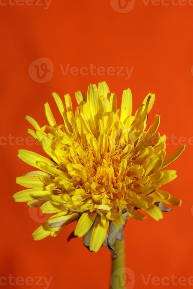 Fleur sauvage fleur close up taraxacum officinale pissenlit asteraceae photo