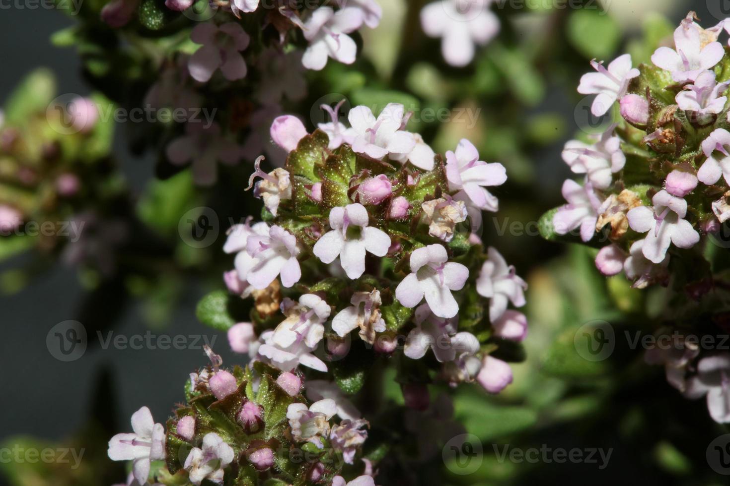 Fleur fleur close up Thymus vulgaris famille lamiacées background photo