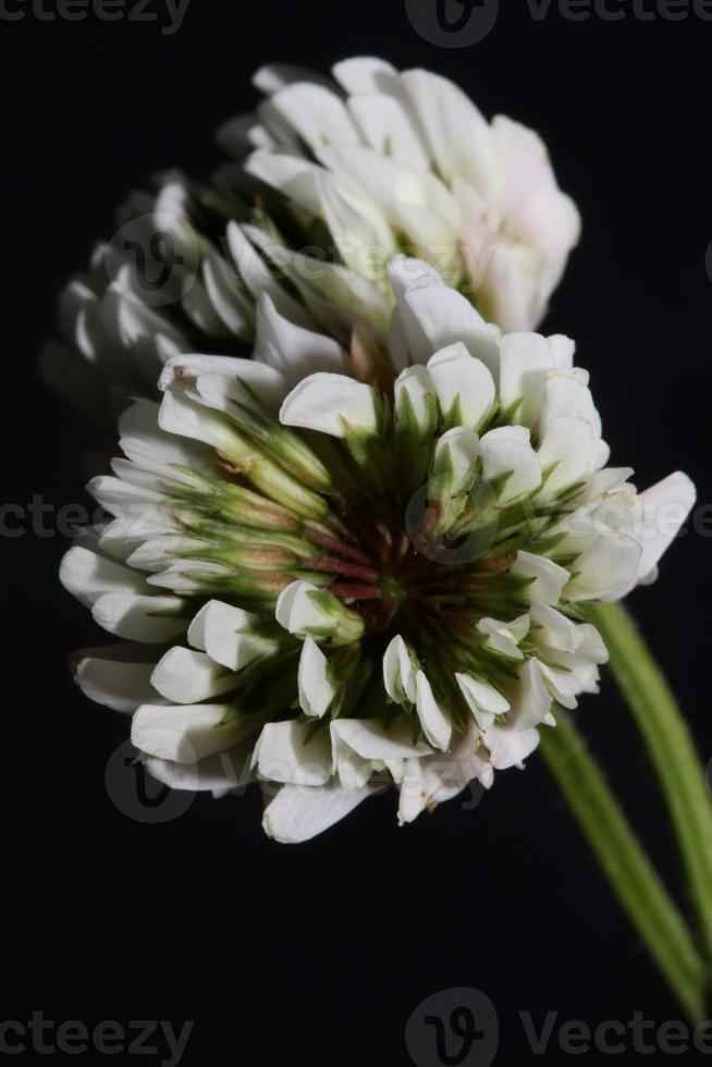 fleur fleur fermer fond trifolium nigrescens leguminosae photo