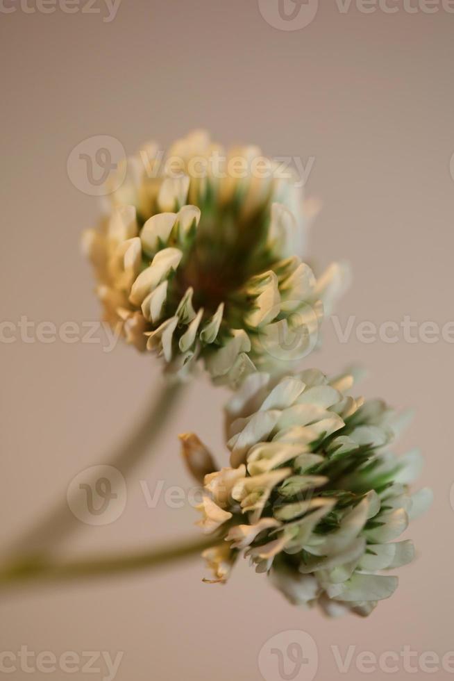 fleur fleur fermer fond trifolium nigrescens leguminosae photo