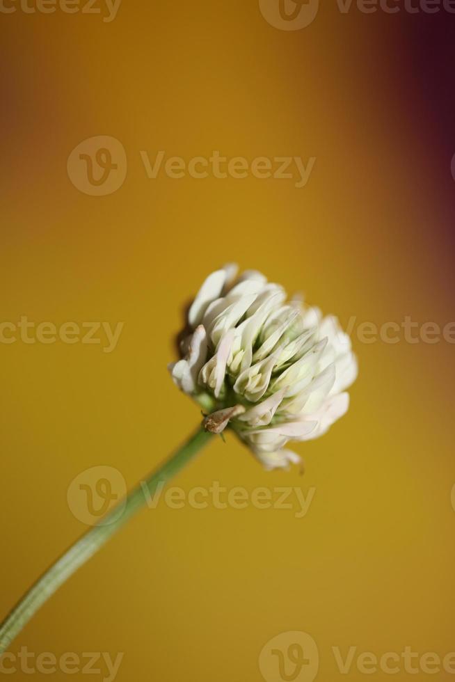 fleur fleur fermer fond trifolium nigrescens leguminosae photo