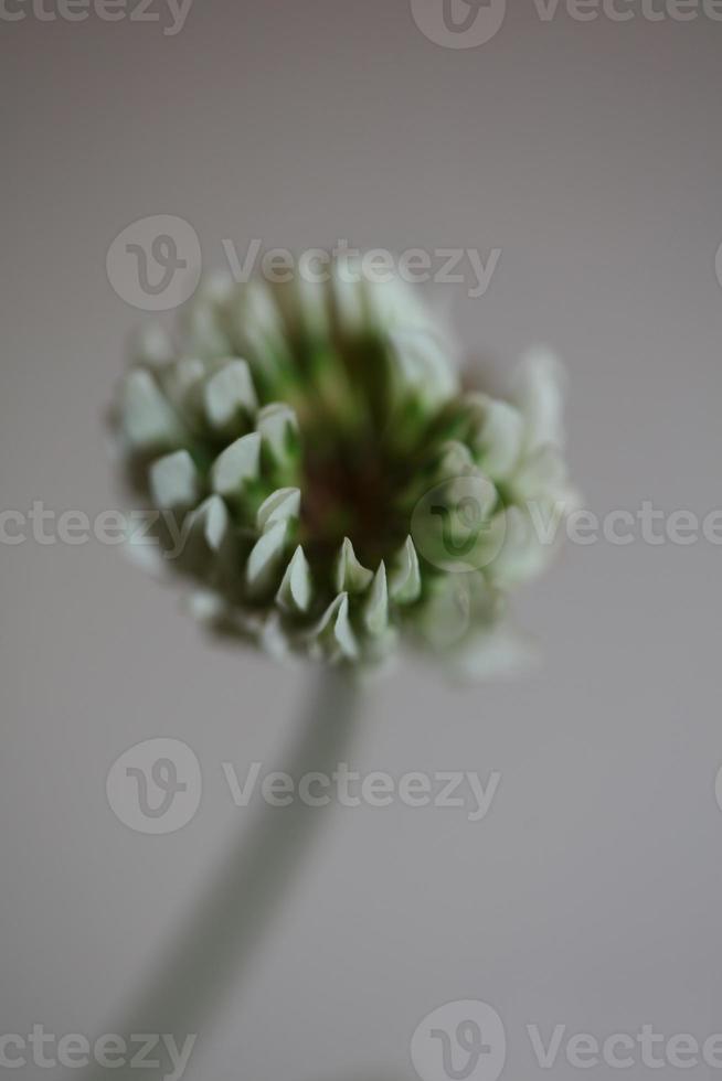 fleur fleur fermer fond trifolium nigrescens leguminosae photo