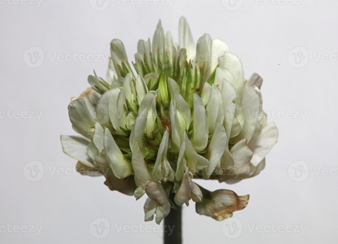 fleur fleur fermer fond trifolium nigrescens leguminosae photo