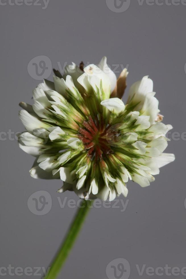 fleur fleur fermer fond trifolium nigrescens leguminosae photo