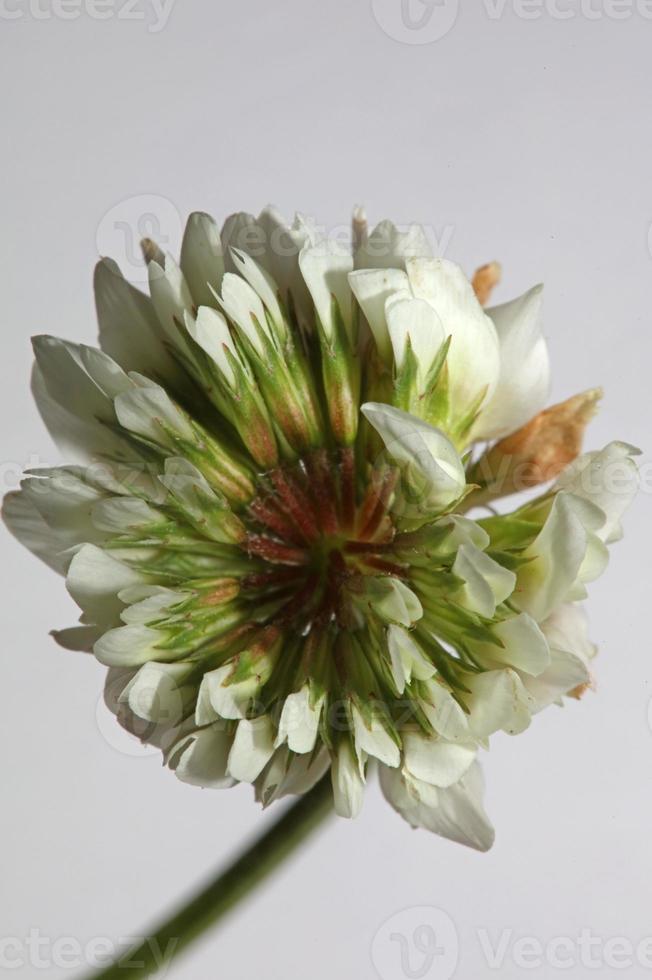 fleur fleur fermer fond trifolium nigrescens leguminosae photo
