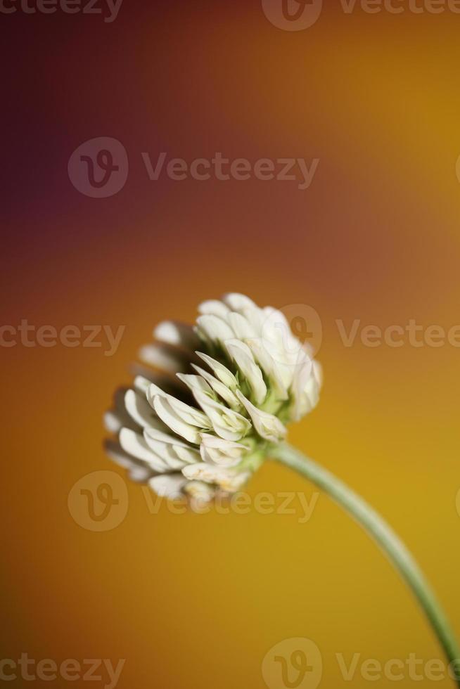 fleur fleur fermer fond trifolium nigrescens leguminosae photo