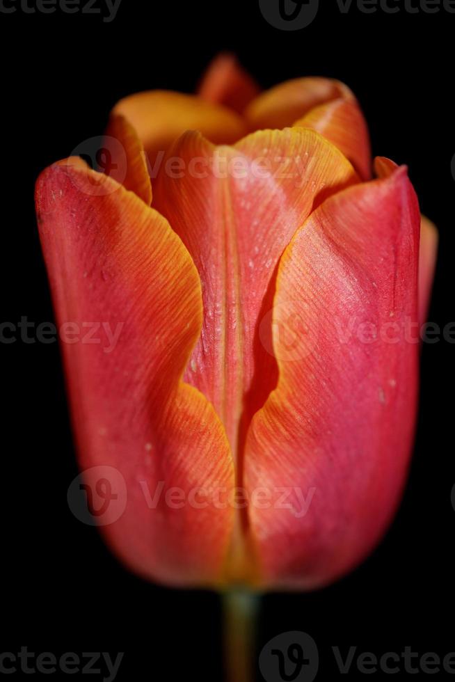 tulipe gros plan fond famille liliacées botanique moderne estampes photo