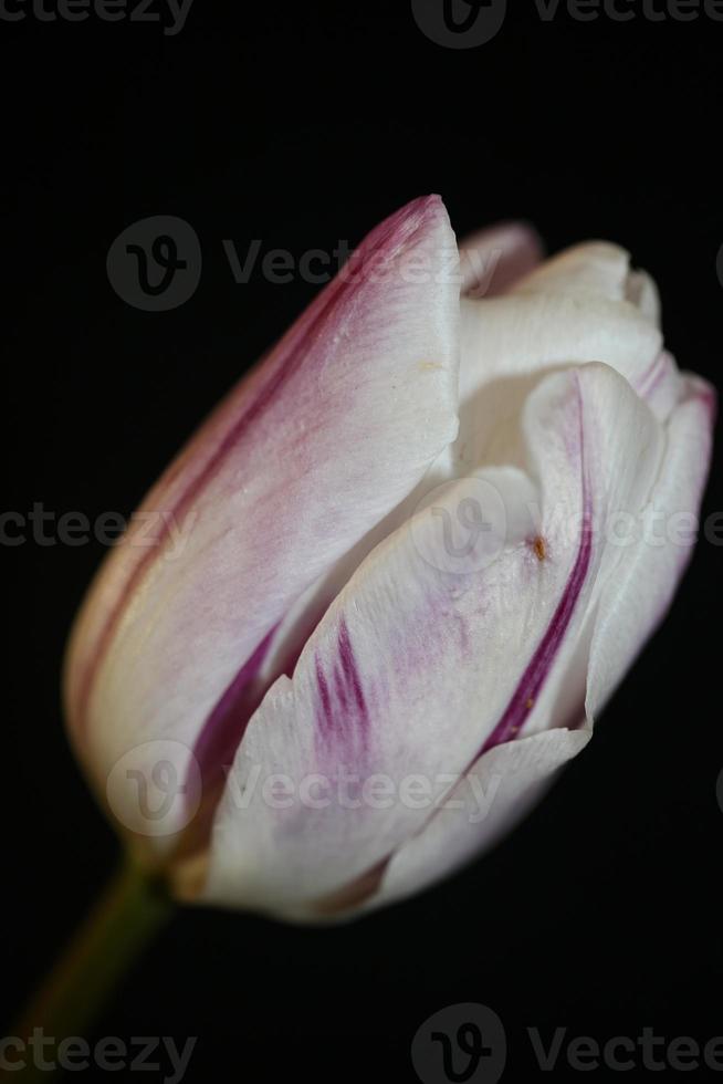 tulipe gros plan fond famille liliacées botanique moderne estampes photo