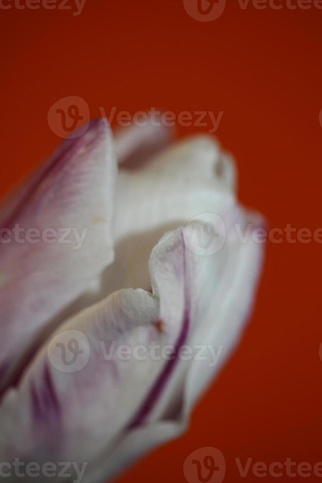 tulipe gros plan fond famille liliacées botanique moderne estampes photo