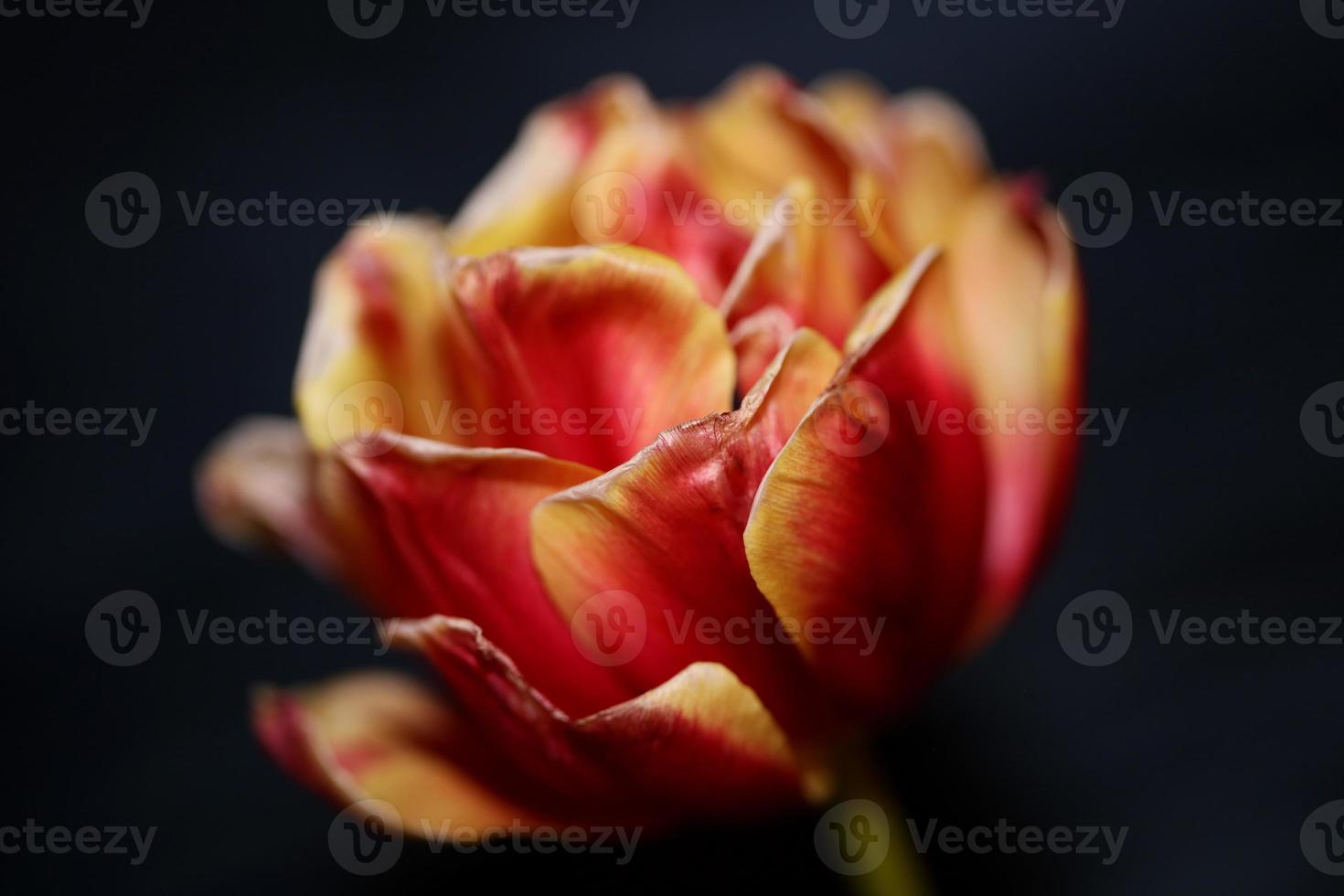 tulipe gros plan fond famille liliacées botanique moderne estampes photo