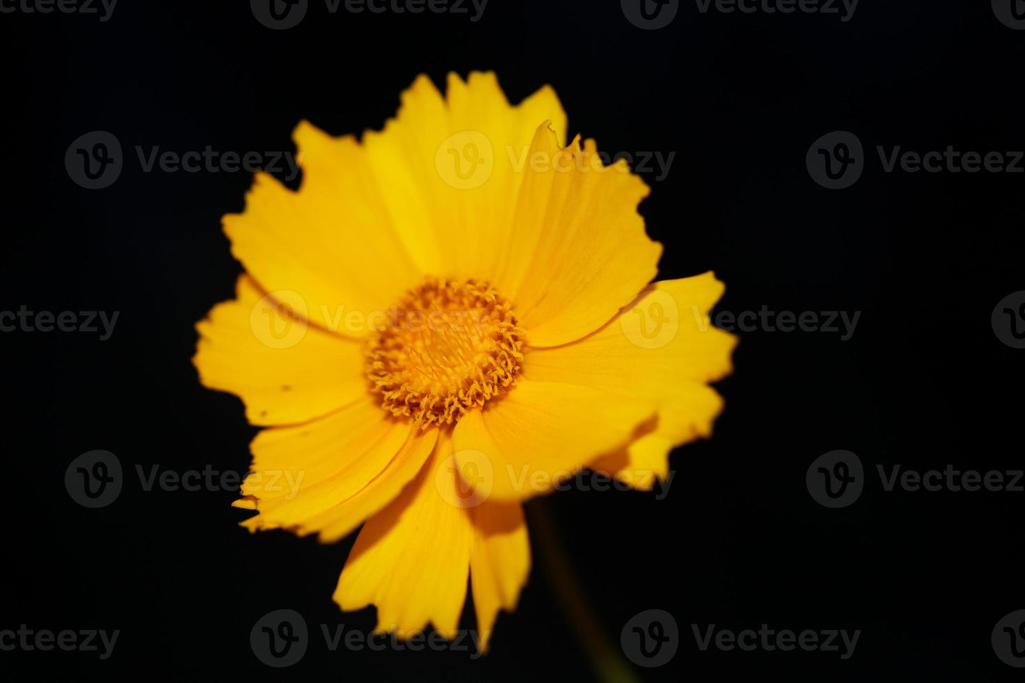 fleur fleur macro imprimer fond helianthus giganteus compositae photo