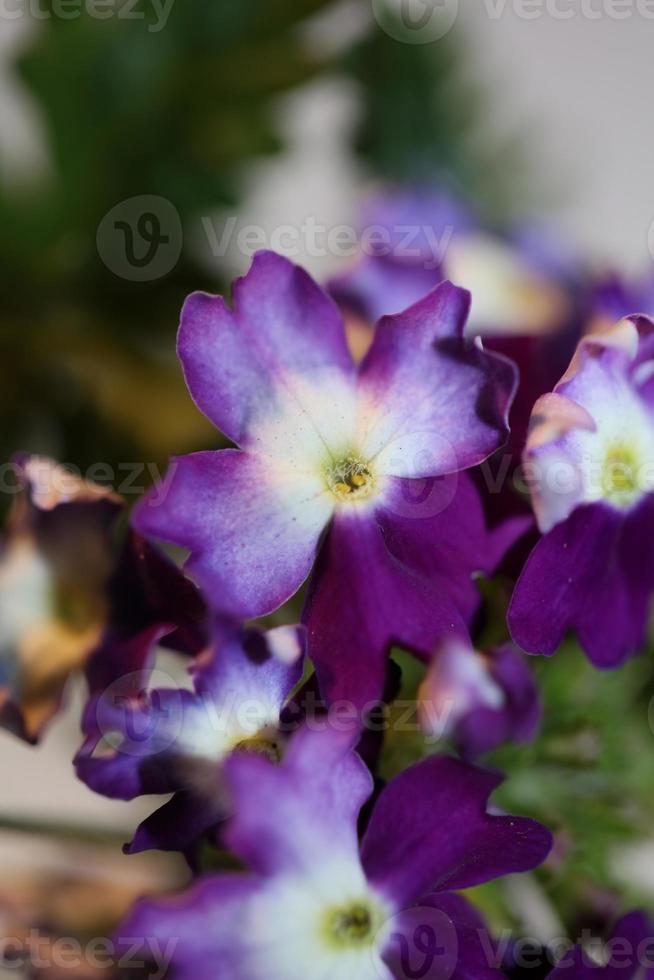 Fleur de fleurs colorées close up famille hybride verveine verbenaceae photo