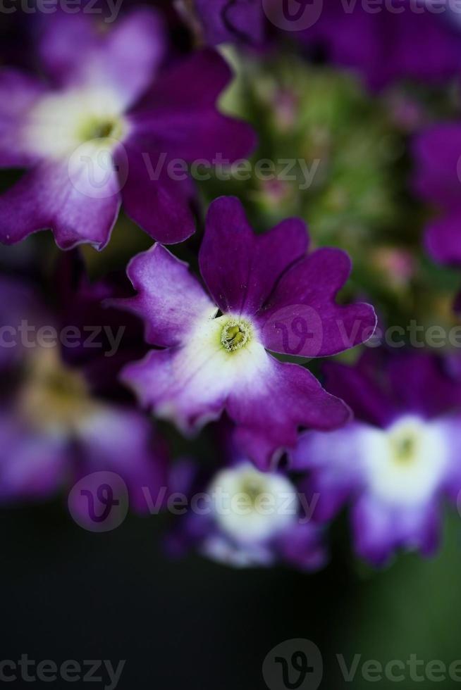 Fleur de fleurs colorées close up famille hybride verveine verbenaceae photo