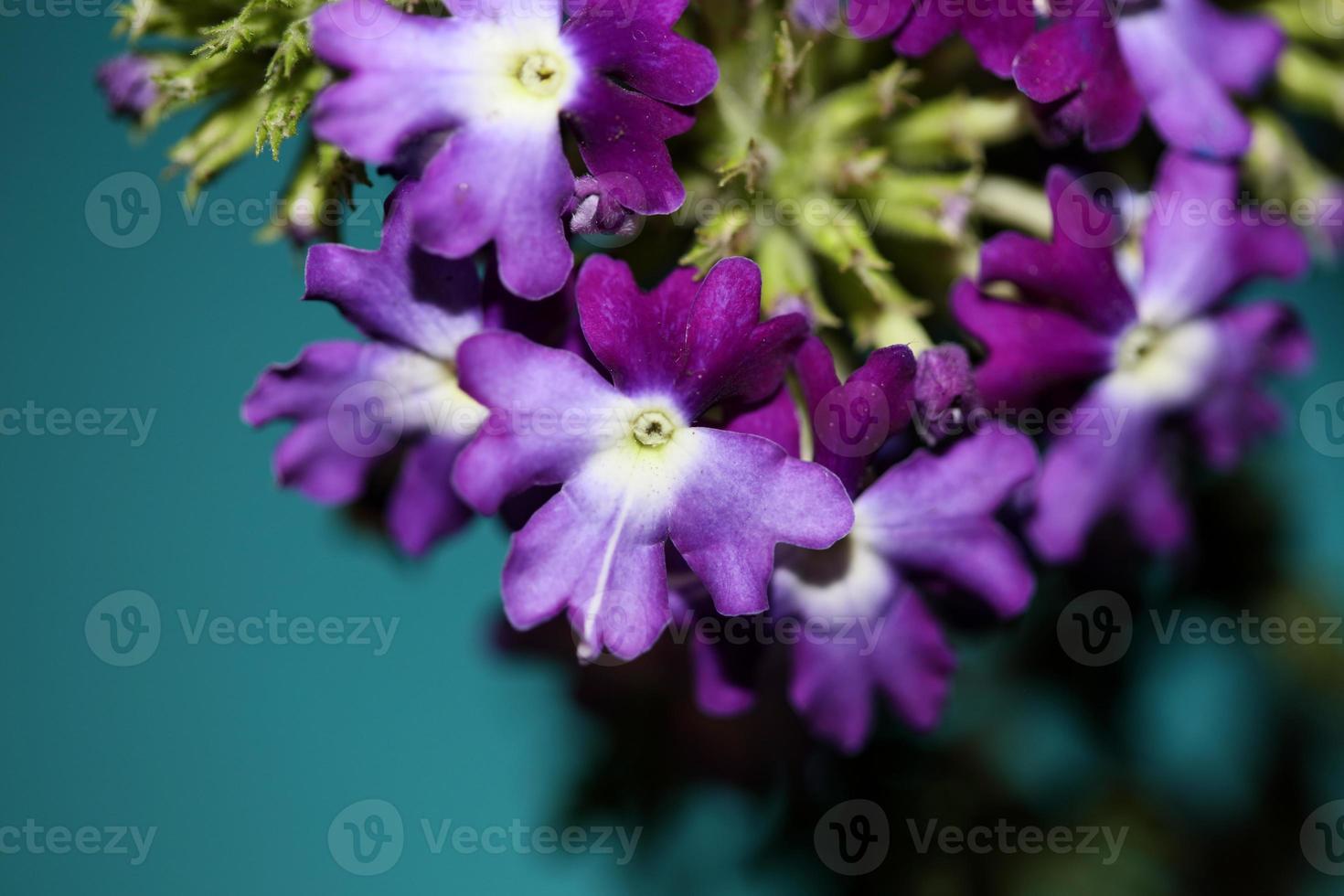 Fleur de fleurs colorées close up famille hybride verveine verbenaceae photo