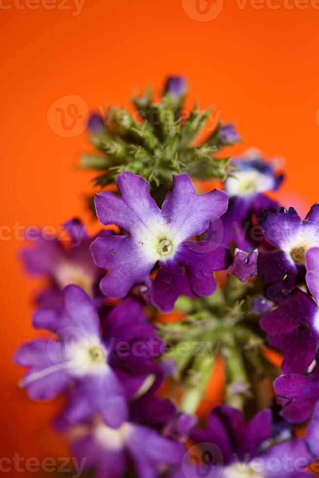 Fleur de fleurs colorées close up famille hybride verveine verbenaceae photo