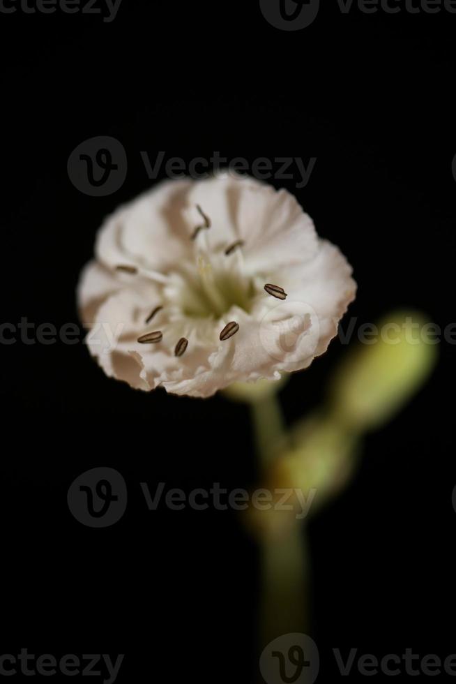 fleur fleur gros plan fond botanique haute qualité grande taille photo