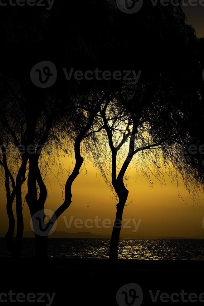 l'arbre dans la lumière du coucher du soleil et la mer photo