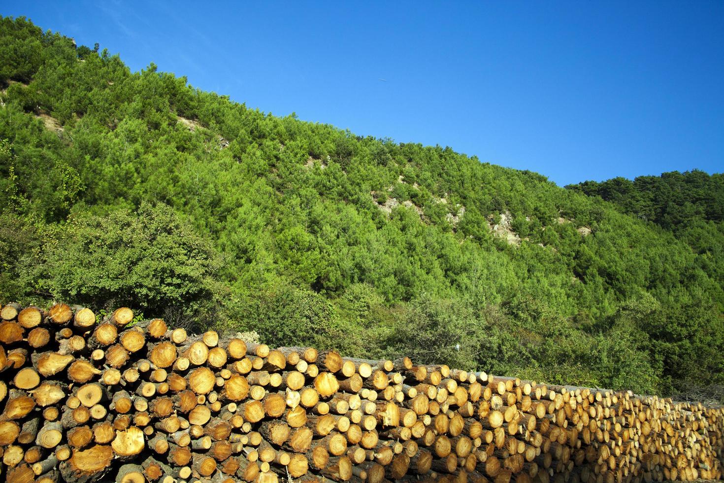 énorme tas de bûches de bois coupés photo