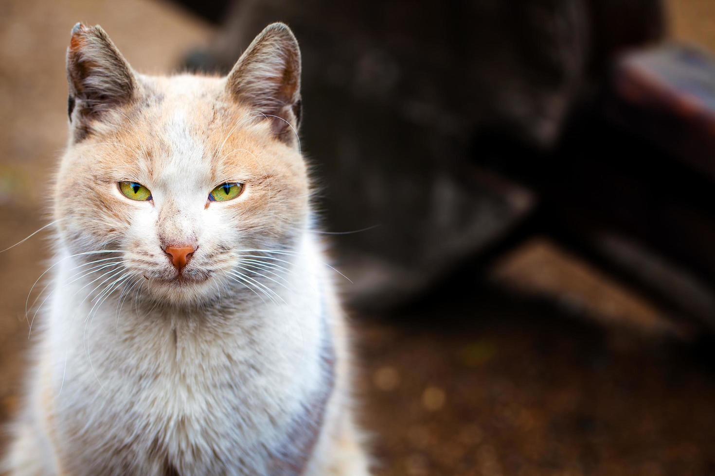 doux animal de compagnie chat photo