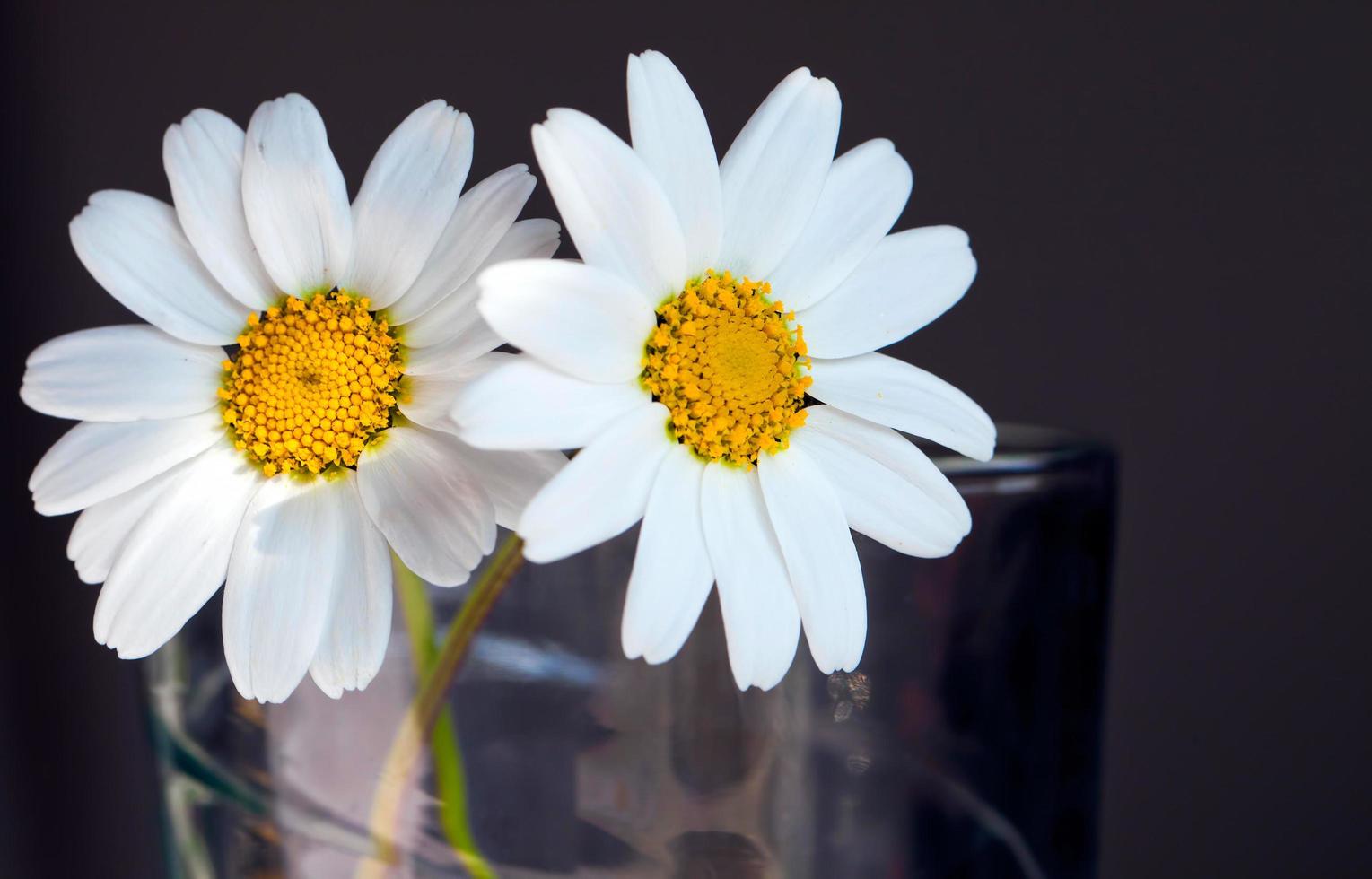 belle faune fleur marguerite naturelle vue photo