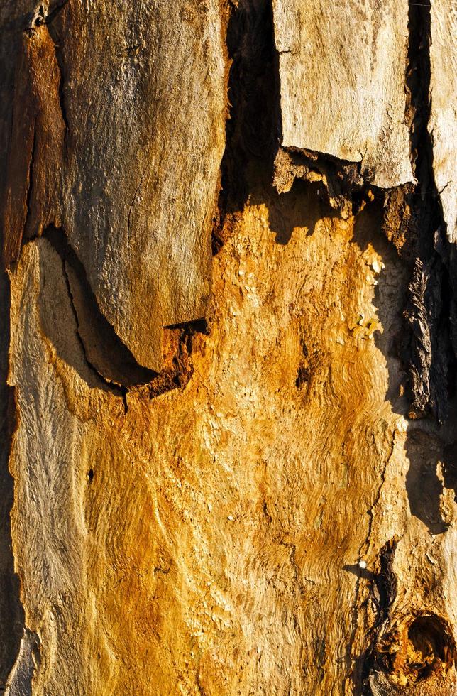 tronc d'écorce de bois d'arbre naturel photo