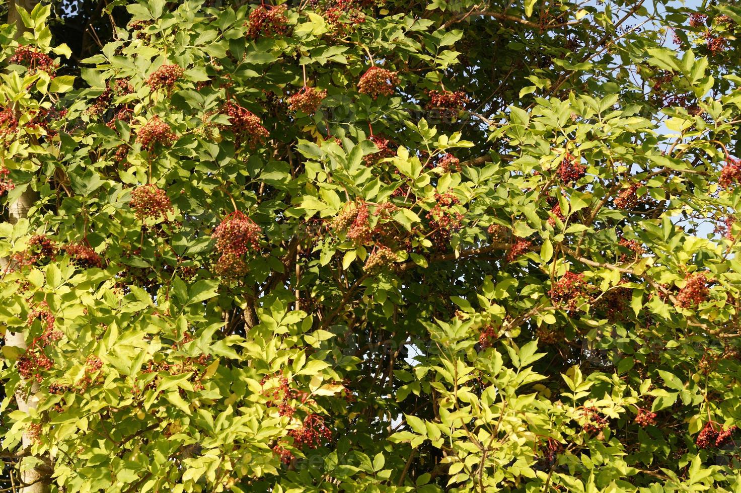 un arbre avec des baies de sureau photo