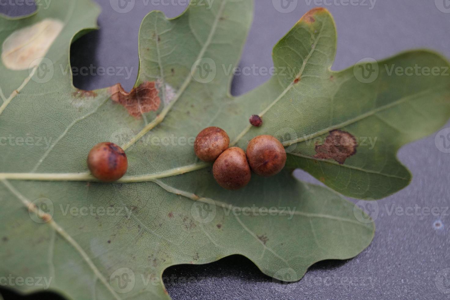 cynips quercusfolii boules de galle sur feuille de chêne photo