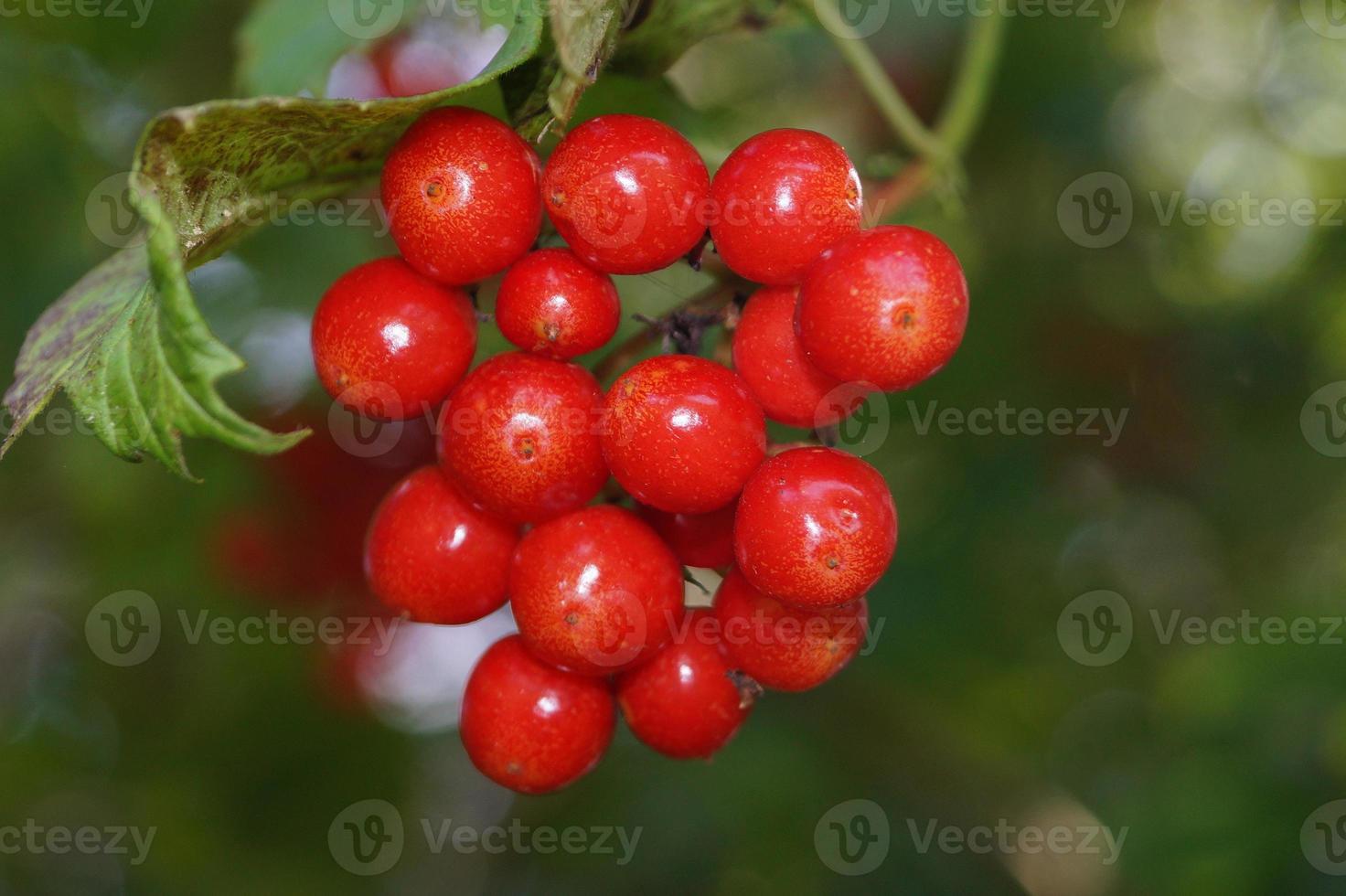 baies rouges de viorne photo