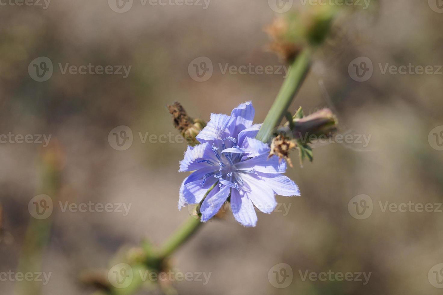 fleur de cichorium intybus photo