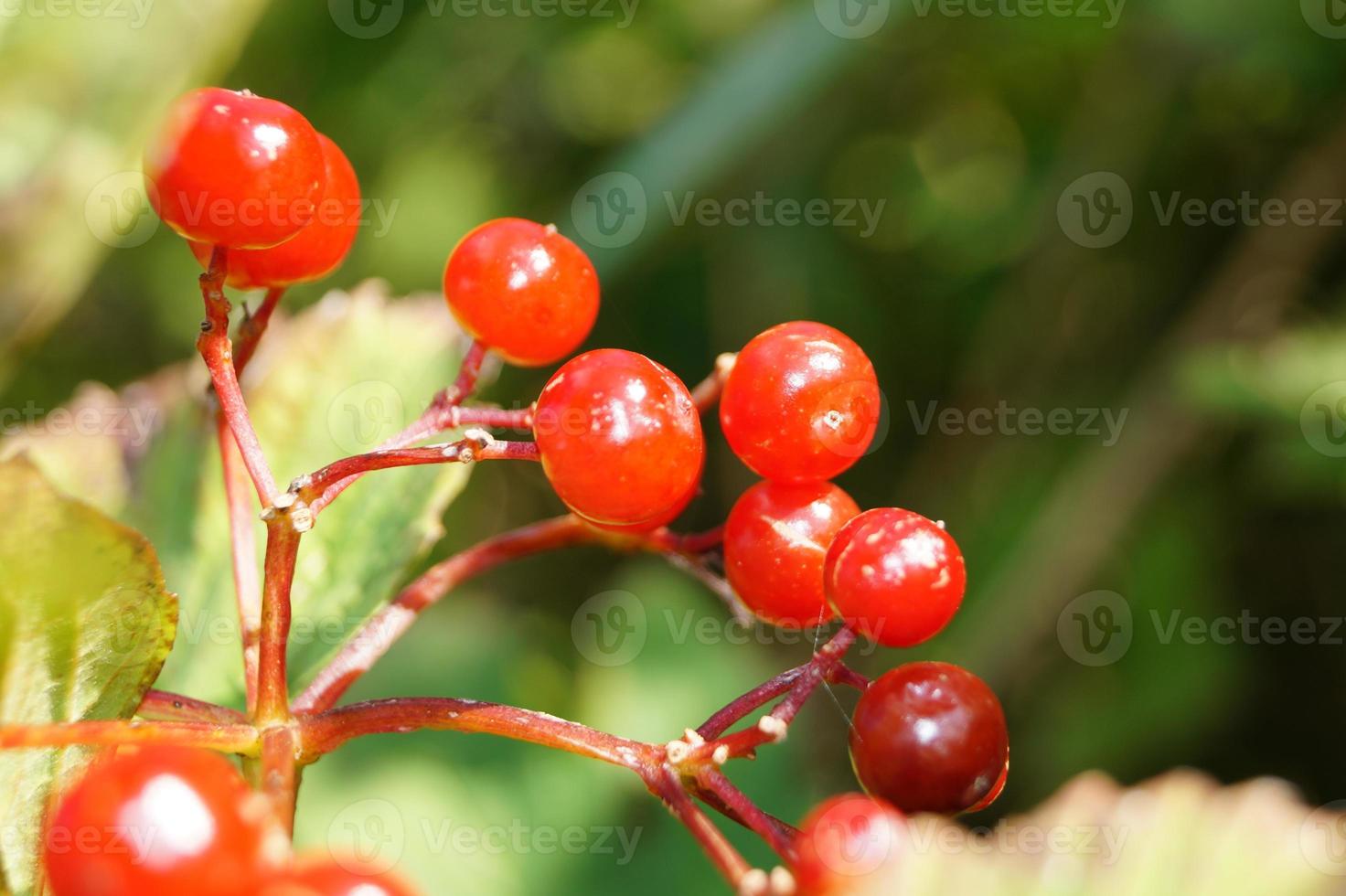 baies rouges de viorne photo