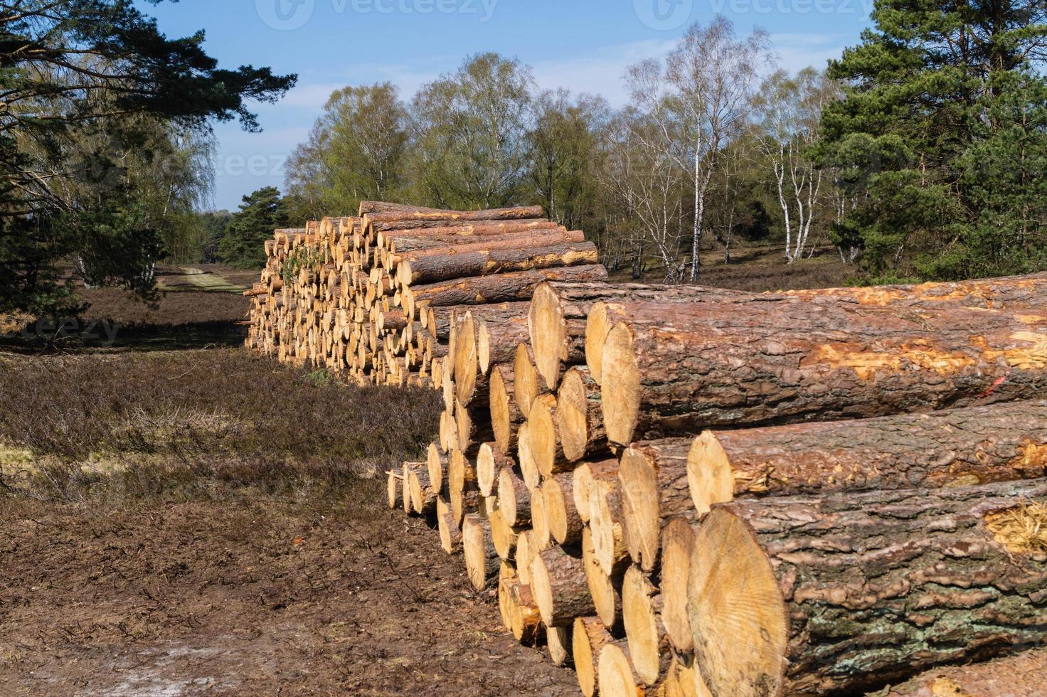 foresterie dans la réserve naturelle fischbeker heide photo