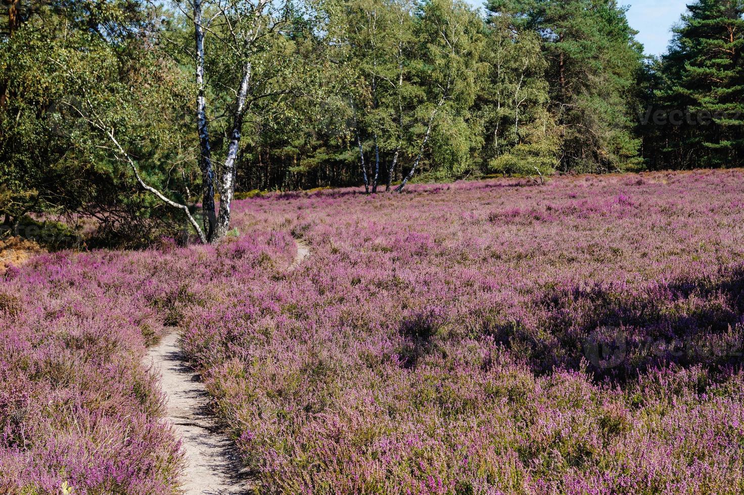 dans la réserve naturelle fischbeker heide à côté de hambourg allemagne photo