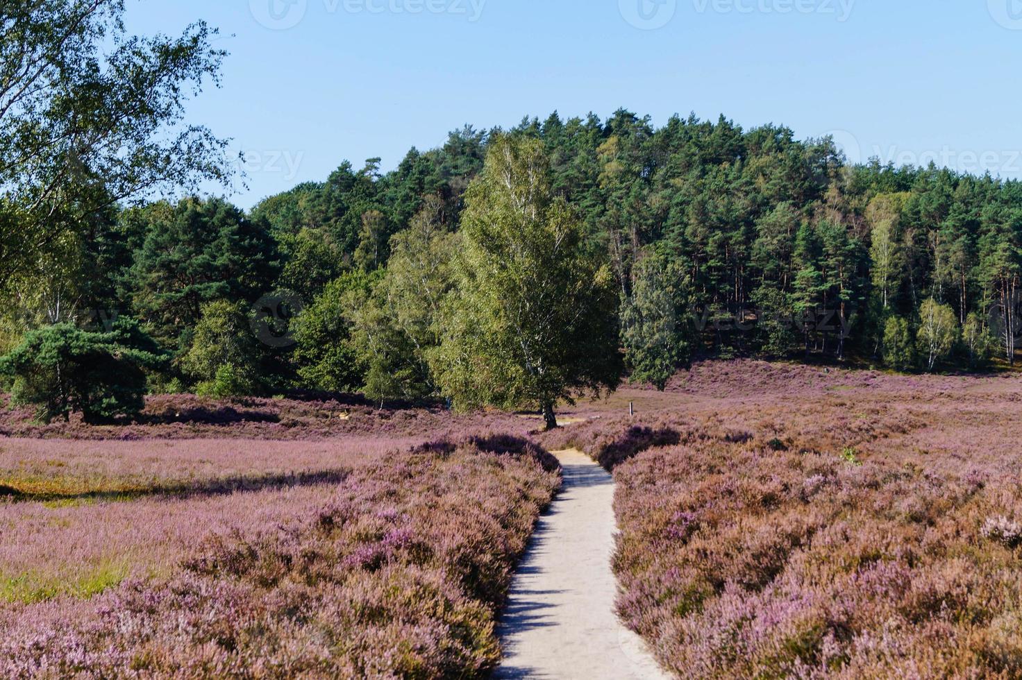 dans la réserve naturelle fischbeker heide à côté de hambourg allemagne photo