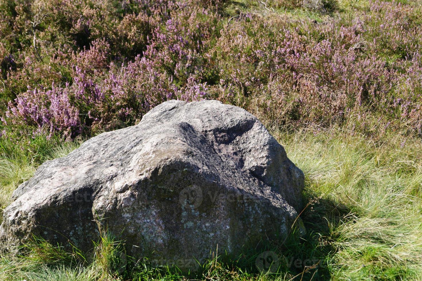 dans la réserve naturelle fischbeker heide à côté de hambourg allemagne photo