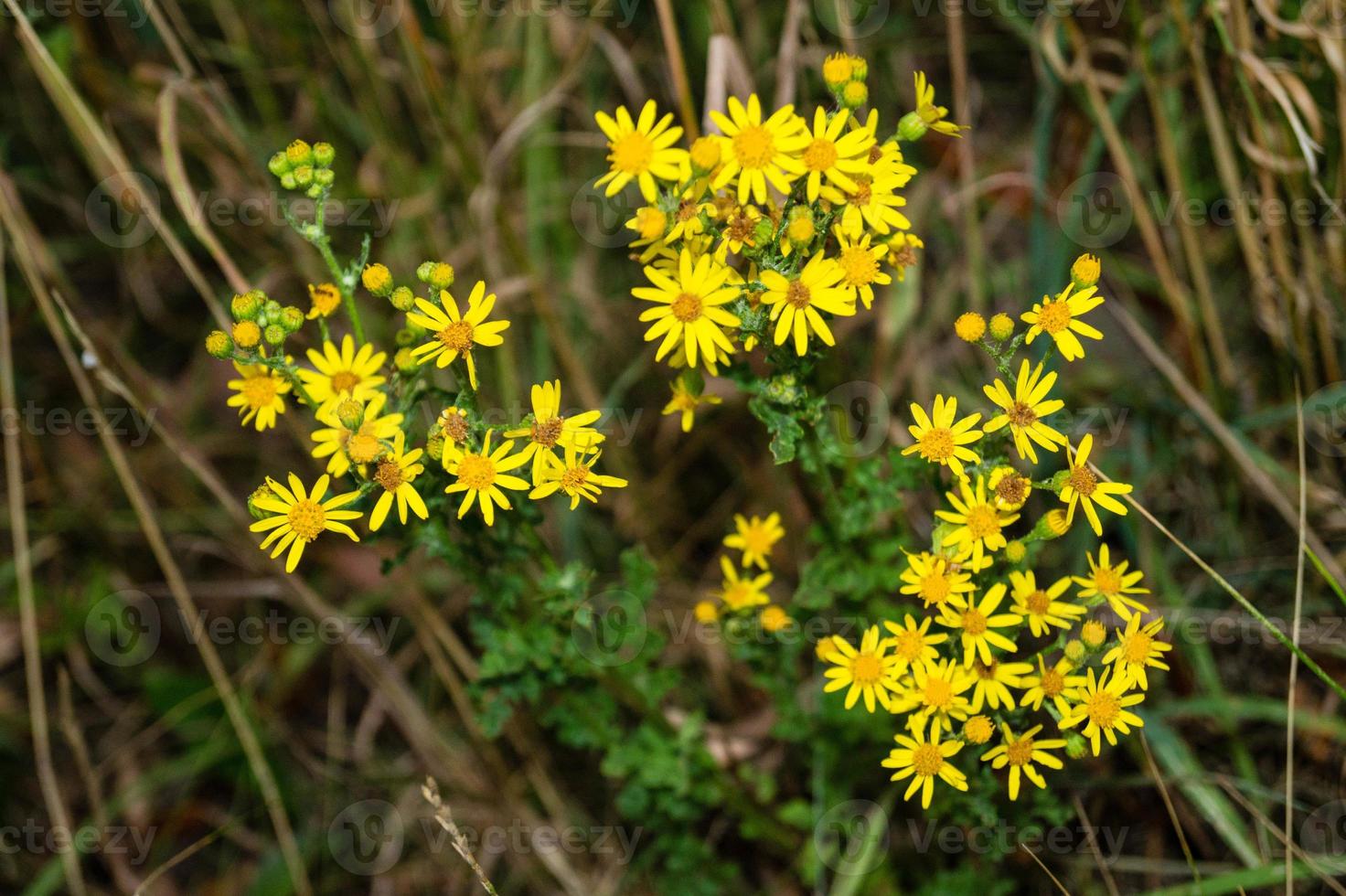 fleur jaune senico jacobaea photo