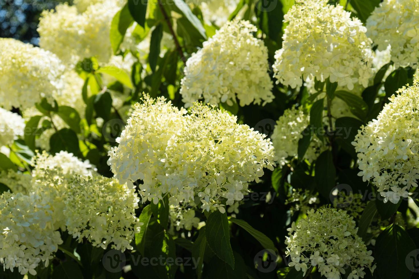 l'hortensia romantique fleur d'hortensia photo