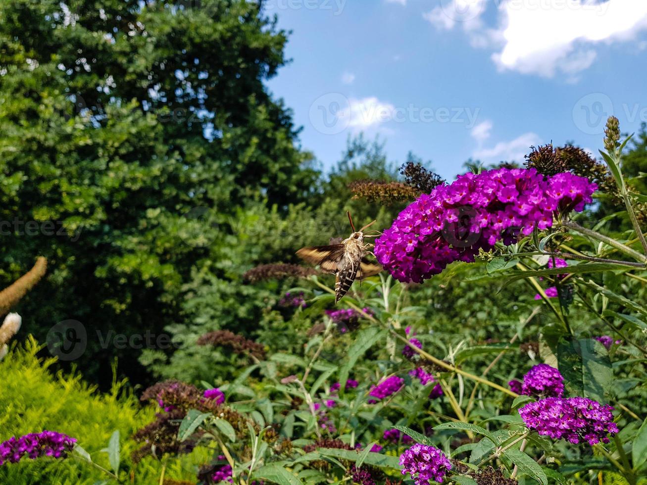 Les faucons hyles gallii sur le buisson aux papillons violets photo