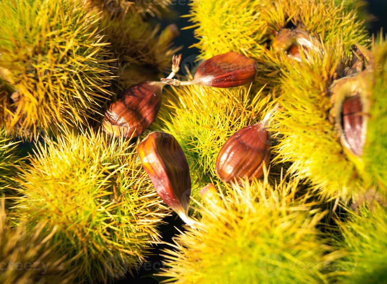 les fruits du châtaignier épineux sont mûrs en automne photo