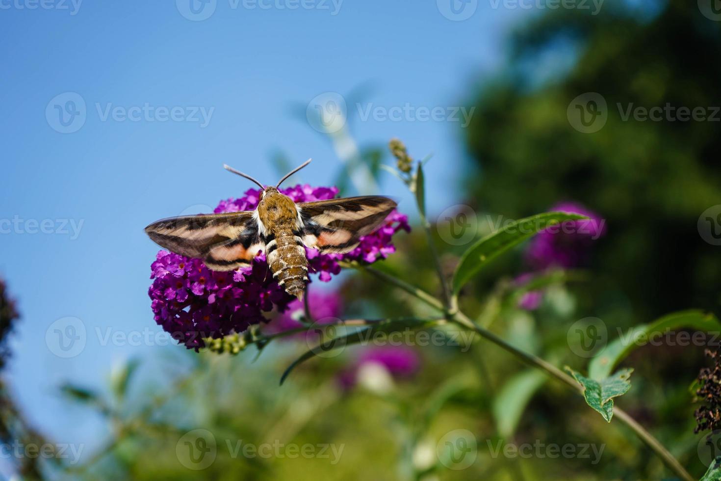 Les faucons hyles gallii sur le buisson aux papillons violets photo