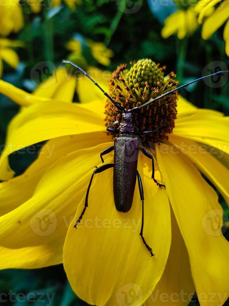 Moschusbock aromia moschata un longicorne dans le jardin photo