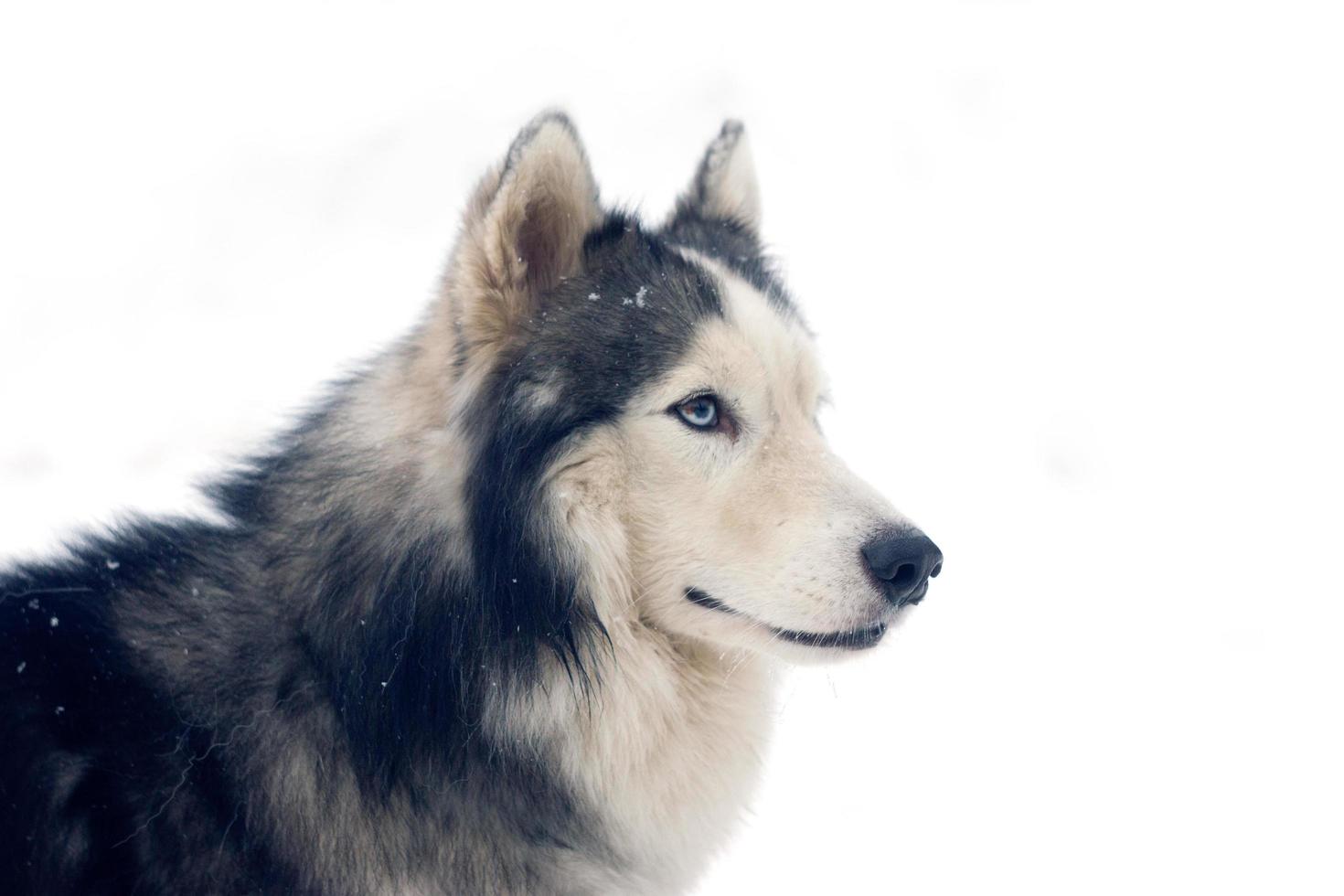 husky sibérien adulte isolé sur fond blanc. photo