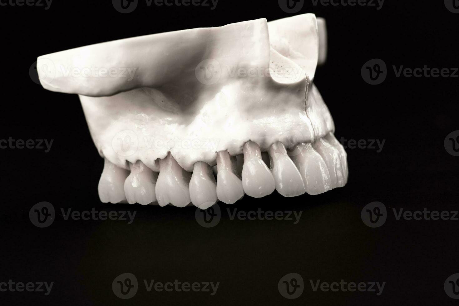 inférieur Humain mâchoire avec les dents anatomie modèle isolé sur noir Contexte. en bonne santé dents, dentaire se soucier et orthodontique médical concept. photo