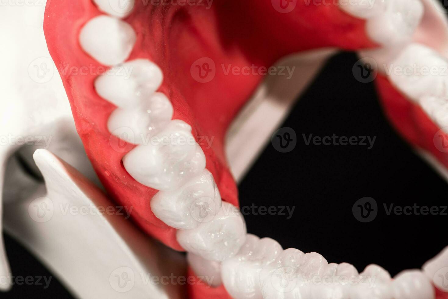 Humain mâchoire avec les dents et les gencives anatomie modèle isolé sur noir Contexte. ouvert mâchoire position. en bonne santé dents, dentaire se soucier, et orthodontique médical soins de santé concept. photo