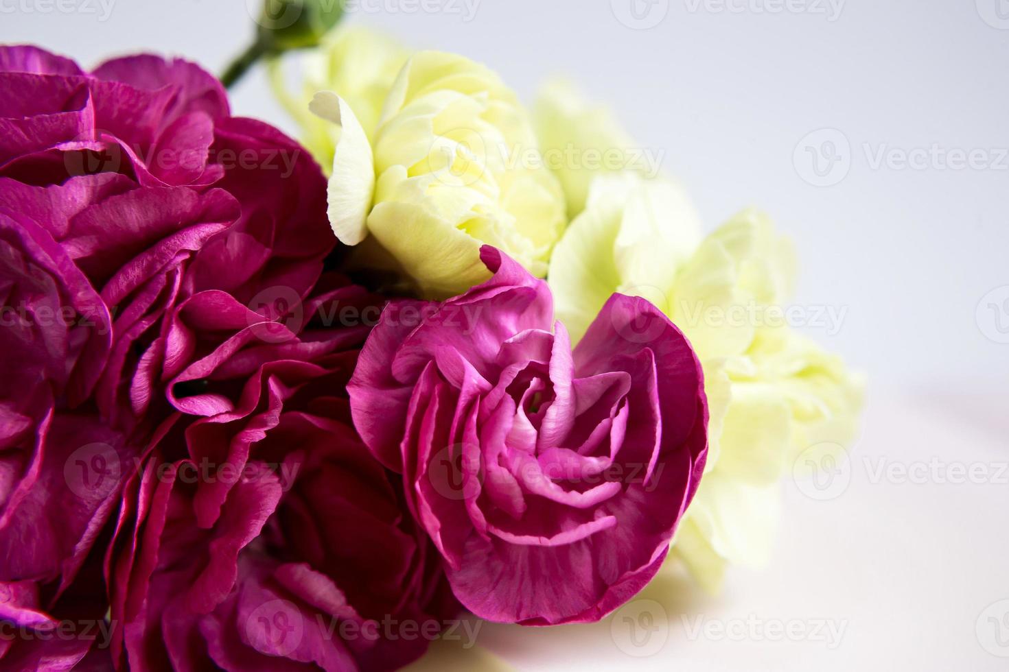 oeillets violets roses. place pour le texte. carte de voeux. photo