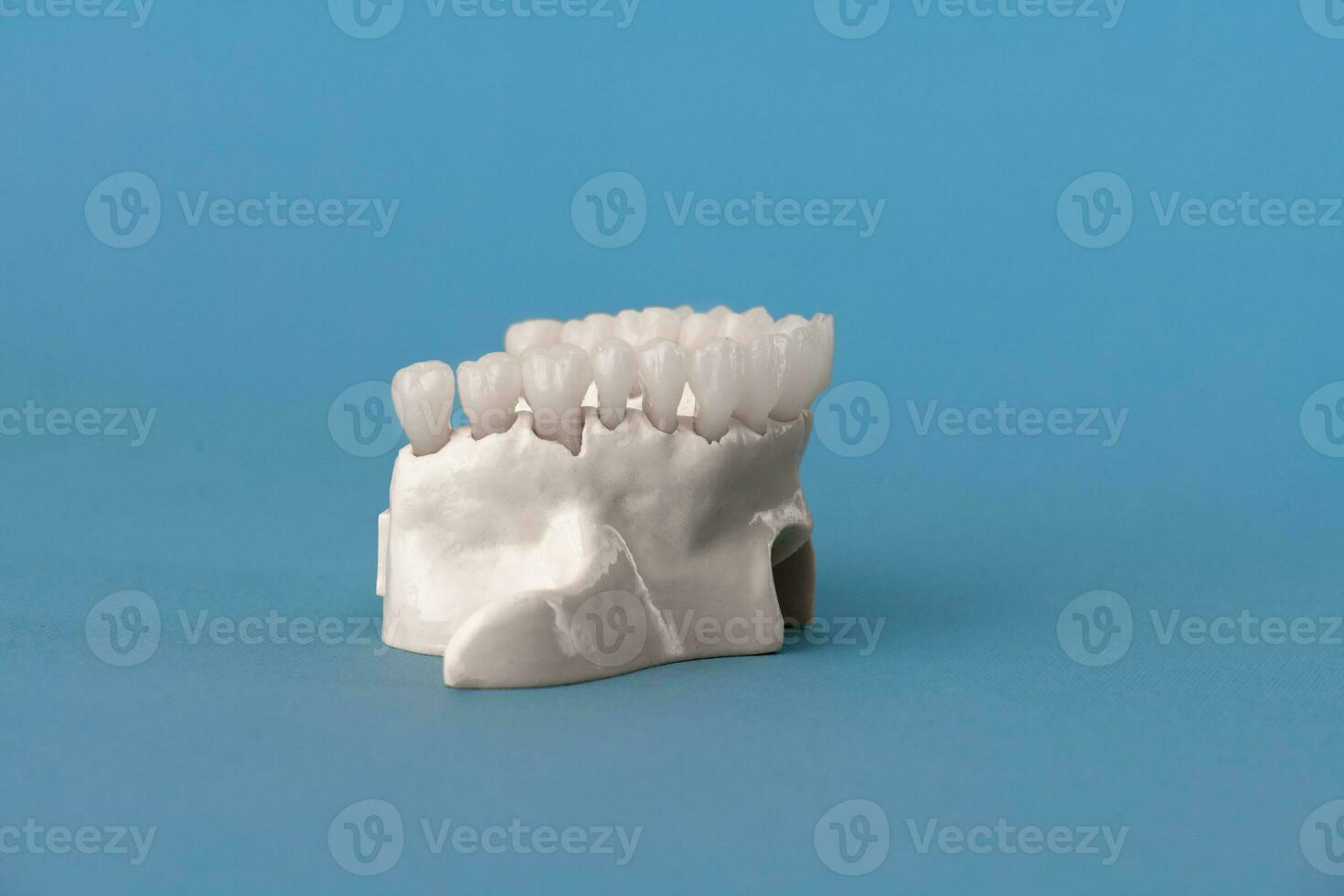plus haut Humain mâchoire avec les dents anatomie modèle isolé sur bleu Contexte. en bonne santé dents, dentaire se soucier et orthodontique médical concept. photo